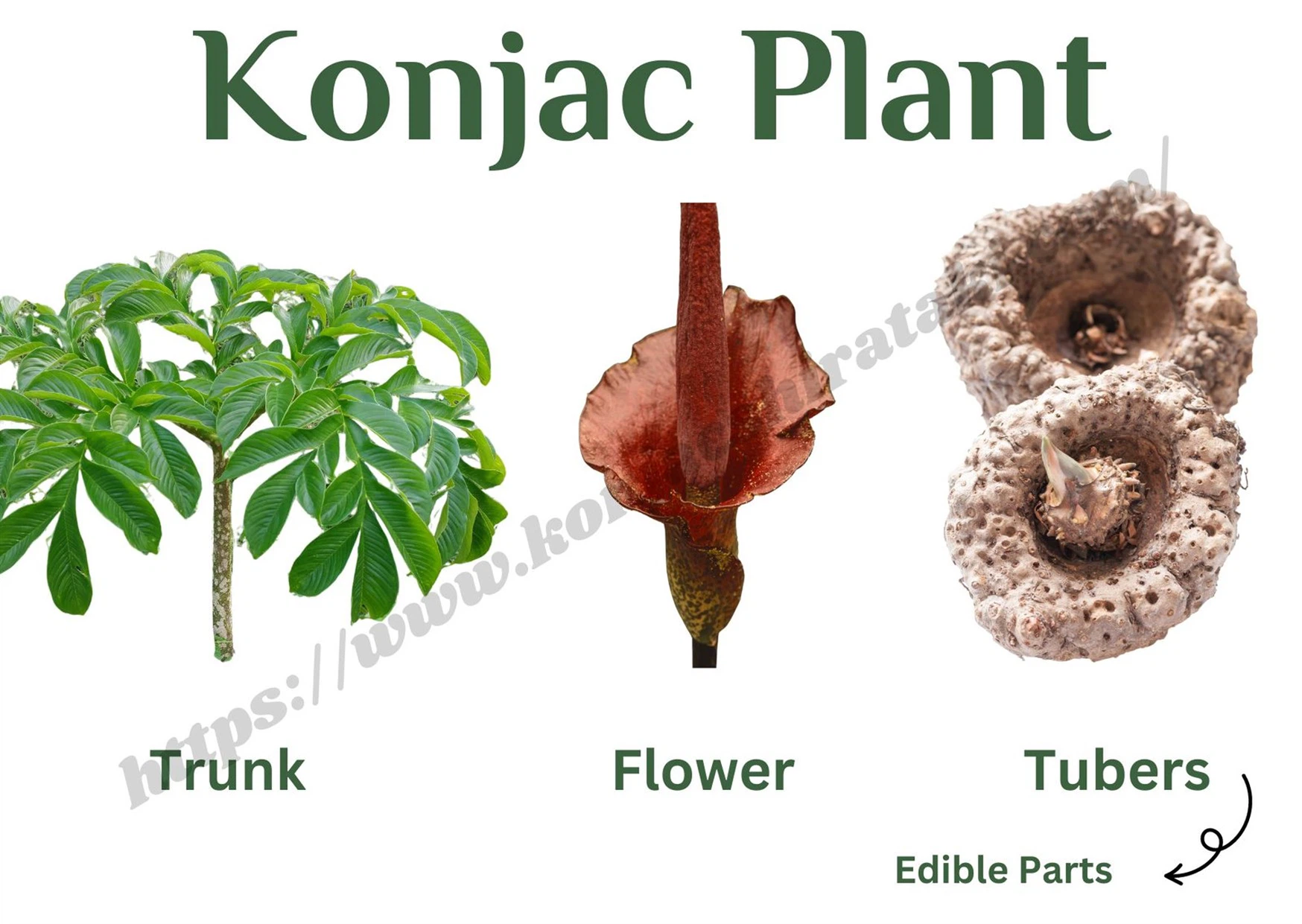 konjac plant konjac plant